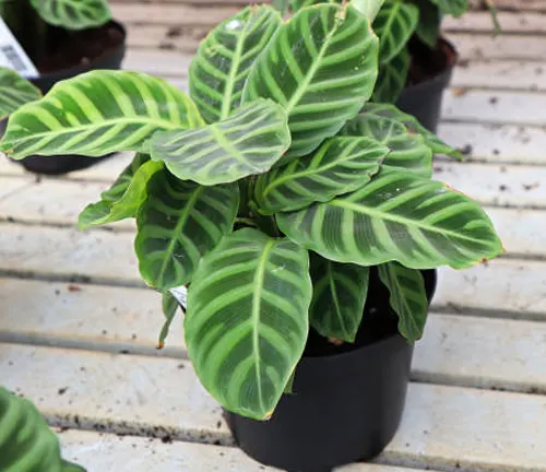 Calathea plant with distinctive green striped leaves in a black pot, displayed in a nursery setting.