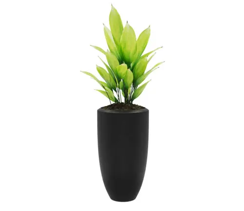 Fresh green snake plant in a sleek black vase isolated on a white background.