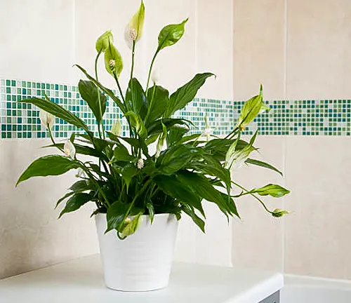 Peace lily plant with white blooms in a classic white pot, positioned in a bright bathroom with mosaic tiles.