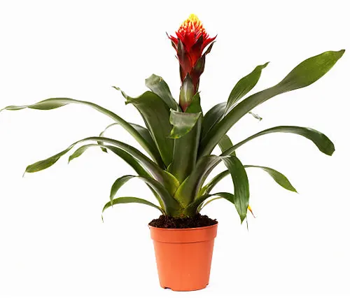 Bromeliad with a bright red flower spike in a terracotta pot, isolated on a white background.