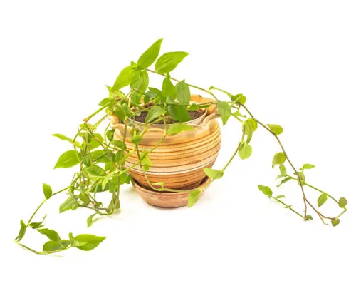 Trailing golden pothos in a striped terracotta pot, isolated on a white background.