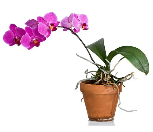 Pink orchid with blooming flowers in a classic terracotta pot, isolated on a white background.