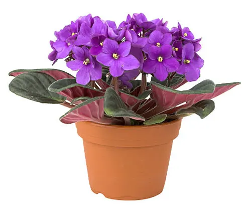 Vibrant purple African violet in a traditional terracotta pot, isolated on a white background.