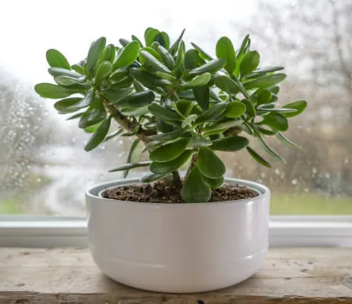 Jade plant in a white pot on a rustic wooden windowsill with a rainy window view.