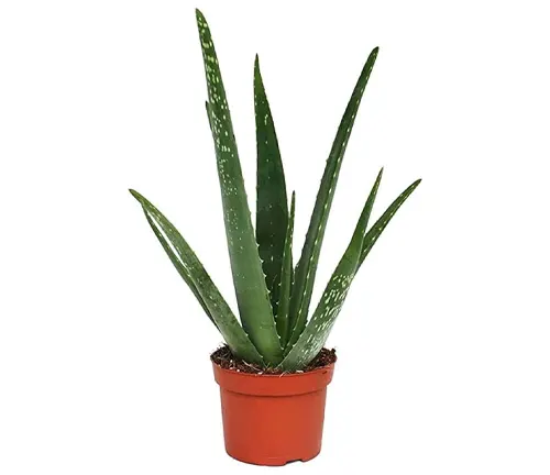 Aloe vera plant with spiky leaves in a classic terracotta pot.
