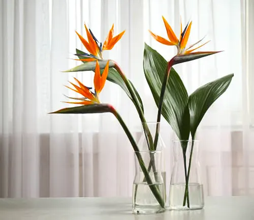 Bird of Paradise flowers in glass vases on a table, with a sheer-curtained window in the background.
