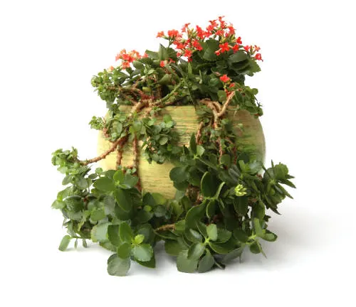 Overflowing kalanchoe with bright red flowers in a round, green pot, isolated on a white background.
