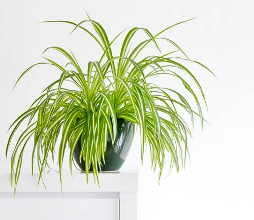 A spider plant with variegated leaves in a glossy grey pot, placed on a white shelf against a clean white wall.
