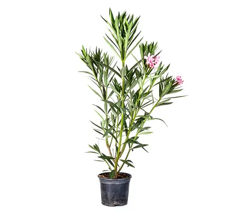 Oleander shrub with pink blossoms in a nursery pot, isolated on a white background.
