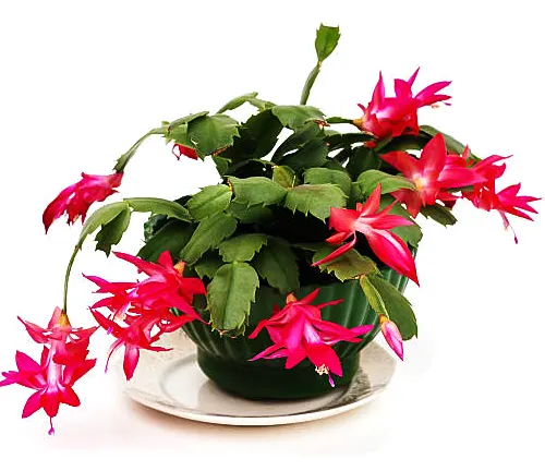 Blooming Christmas cactus with radiant pink flowers in a dark green pot, presented on a white background.
