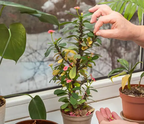 Person tending to a flowering crown of thorns plant among other houseplants on a snowy windowsill.
