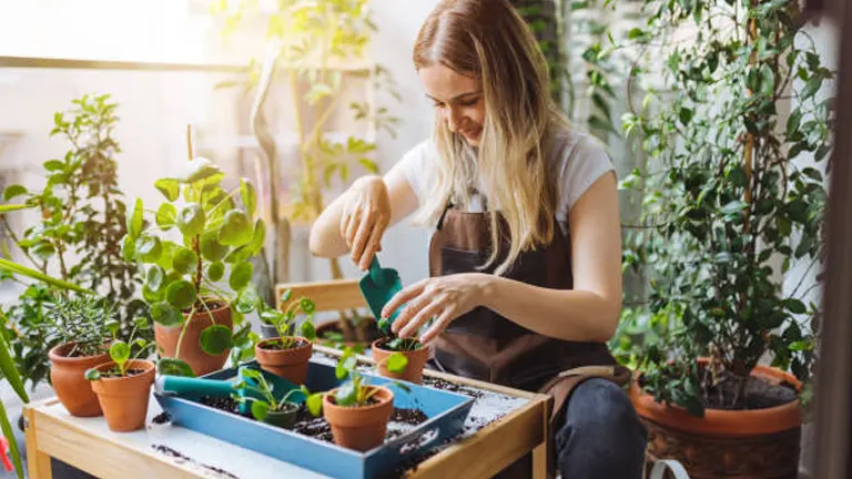 A woman in a brown apron is planting small green plants in pots on a tray, indoors, surrounded by other potted plants near a sunny window.

