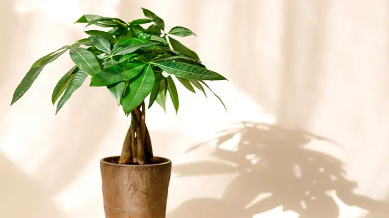 How to Fertilize Money Trees: Boost Growth & Avoid Errors