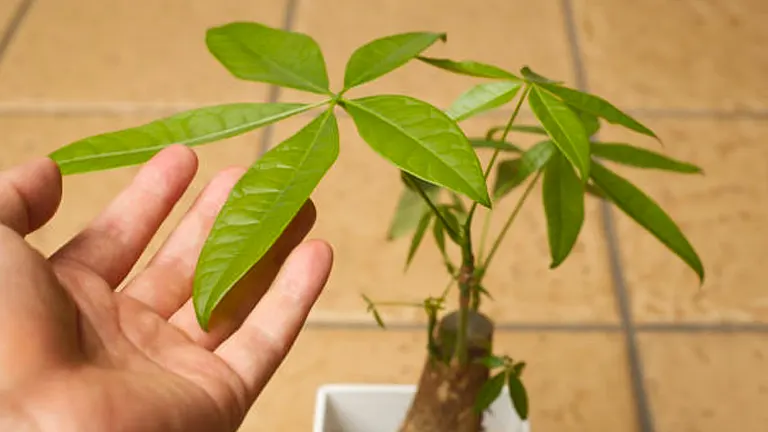 A hand is gently touching the leaves of a young money tree plant in a square pot, with a tiled floor in the background.
