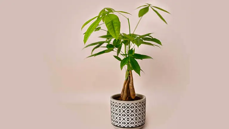 A money tree with a prominent braided trunk displayed in a decorative gray and white geometric-patterned pot against a soft beige background.
