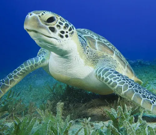 A "Green Sea Turtle" gracefully swimming in the ocean.