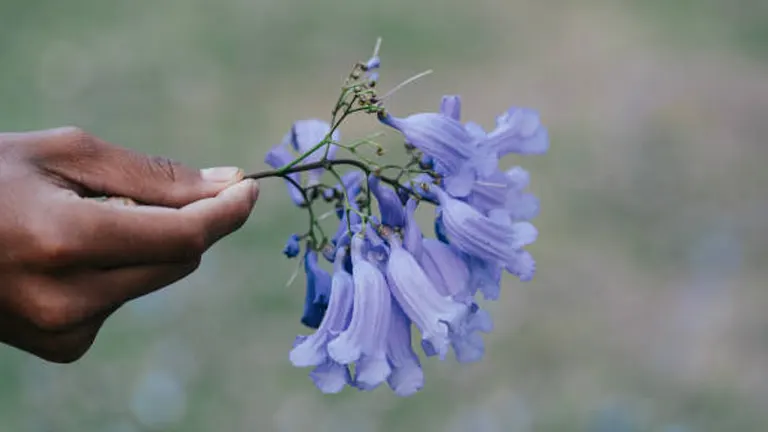 A hand holding a delicate cluster of blue Jacaranda flowers against a soft-focus natural background.