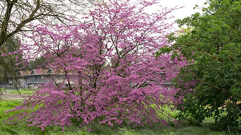 A vibrant pink Jacaranda tree in full bloom, surrounded by greenery in a garden setting.
