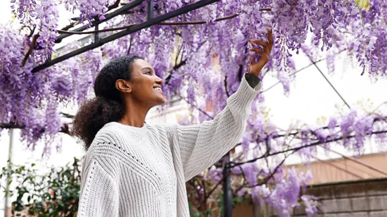 A smiling woman in a white sweater reaches up to gently touch the hanging purple blossoms of a wisteria vine.

