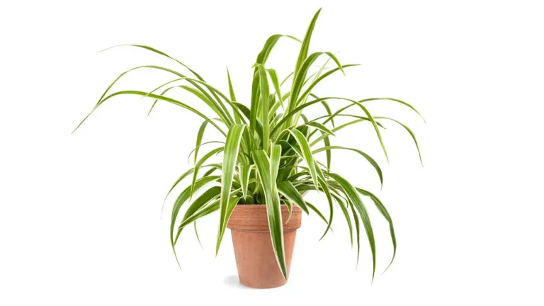 How to Grow and Care for Spider Plants: Smart Techniques for Optimal Results