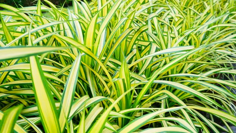 Dense cluster of variegated spider plants with yellow and green striped leaves thriving in a garden setting.