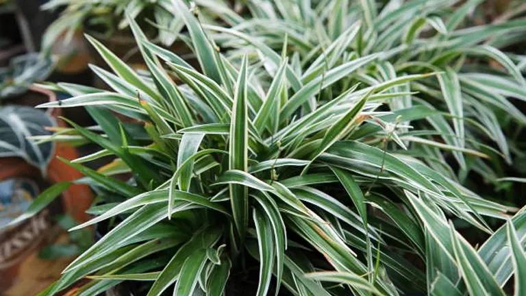 Dense spider plants with striking variegated foliage, predominantly green with white edges, flourishing in pots within a greenhouse setting.