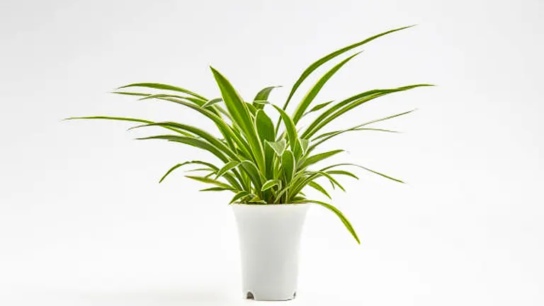 How to Fertilize Spider Plants: Proven Techniques for Unstoppable Growth