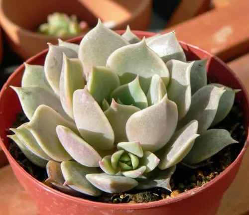 A single Echeveria succulent with plump, pale green leaves edged with pink, nestled in a terracotta pot.