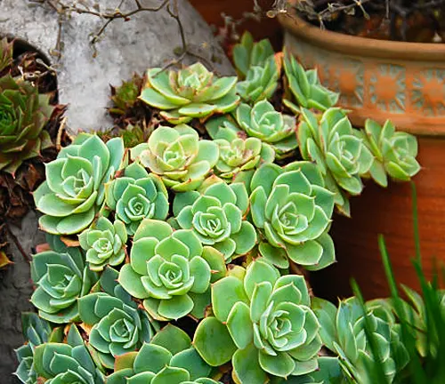 Cluster of Echeveria succulents with green rosettes edged in soft pink, nestled in a garden setting with terracotta pots.