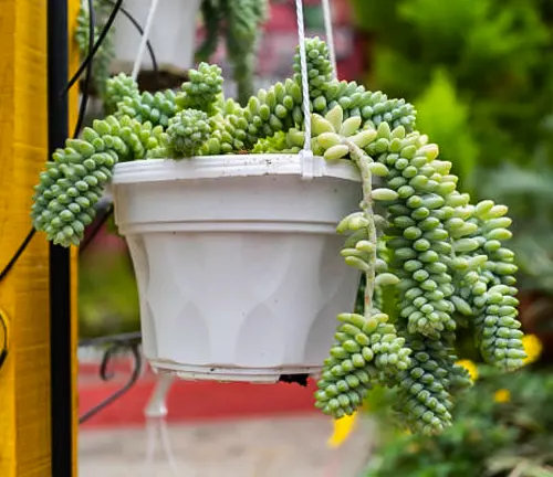 Hanging white pot with overflowing Sedum morganianum, commonly known as Burro's Tail, with green, bead-like leaves.