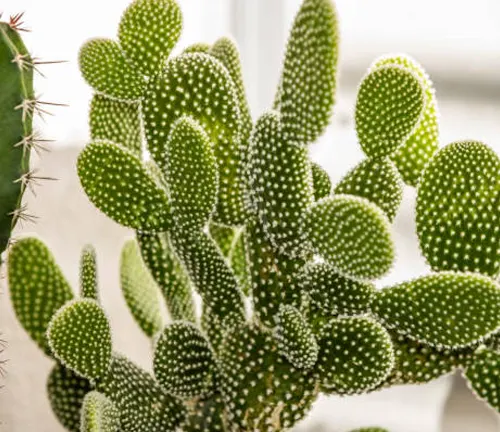 Opuntia microdasys cactus, also known as Bunny Ears, with green, dotted paddle-shaped pads, in soft, natural light.
