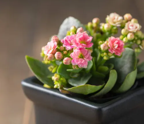 Pink blooming Kalanchoe succulent in a sleek black pot, with a blurred wooden background.