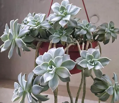 Overhanging Echeveria succulents with silvery-green rosettes in a hanging red pot, creating a cascading effect.