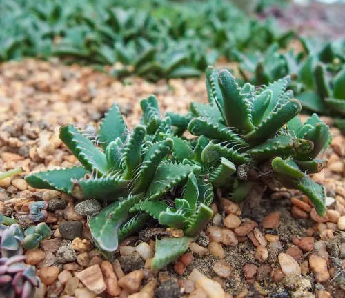 Small, green, serrated-leaf succulents growing in gritty soil with a blurred background of similar plants.
