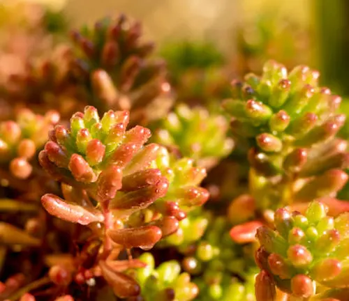 Close-up of sunlit, dew-kissed Sedum succulents with vibrant green and red-tipped leaves.
