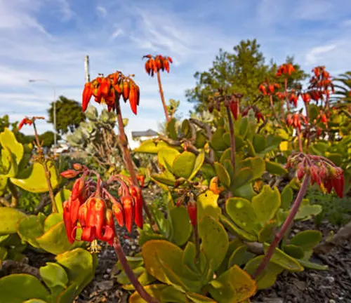 Bright orange flowers bloom on a succulent with thick green leaves against a soft-focus garden background.
