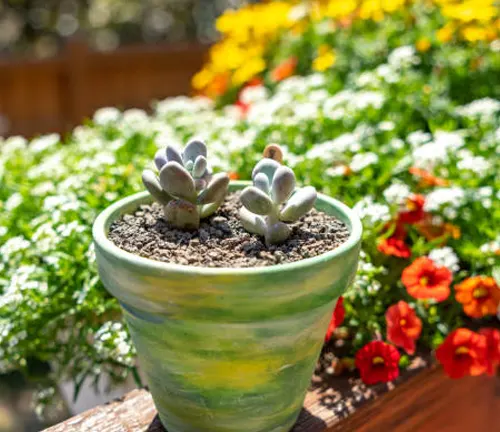 Young succulents with purple-tipped leaves in a green ceramic pot, surrounded by a colorful backdrop of garden flowers in full bloom.