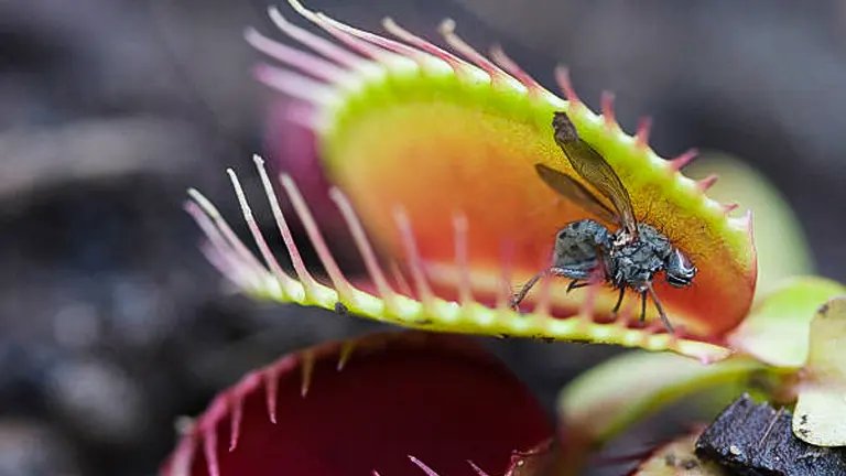 10 Best Carnivorous Plants to Grow in 2024: Easy Care Tips and Top Picks