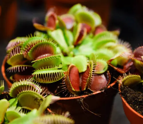 Several Venus Flytrap plants with open and closed traps showing a mix of green and deep red hues, planted in terracotta pots with visible soil, highlighted against a dark background.

