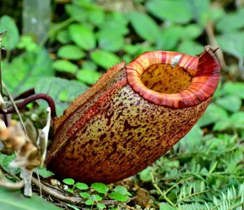 A single pitcher from a Nepenthes plant, showing its distinctive shape and mottled pattern with a deep red rim, set against a background of green foliage.
