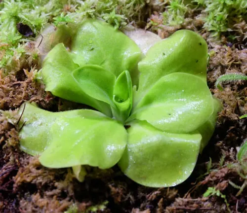 A Butterwort plant (Pinguicula) displayed as a fresh green rosette with fleshy leaves, resting on a bed of moss, characteristic of its carnivorous nature with a subtle, sticky surface for trapping small insects.