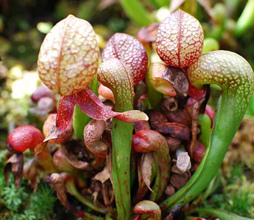 A group of pitcher plants displaying a mix of green and red colors with intricate vein patterns on their bulbous traps, indicative of their complex mechanism for capturing prey, nestled among a bed of moss.


