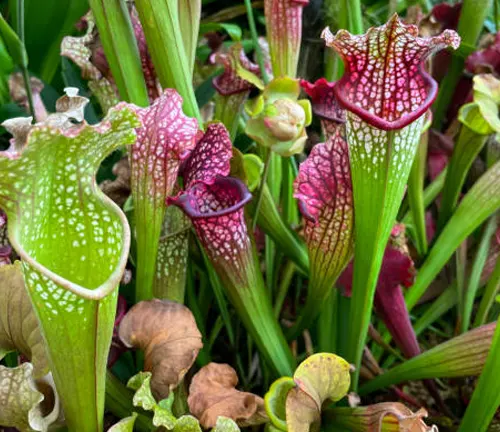 Tall, vibrant pitcher plants with a mix of green and deep red hues, spotted with white, rise among lush foliage. Their curved, cup-like leaves with flared, wavy edges create an intricate pattern, signaling their carnivorous nature.

