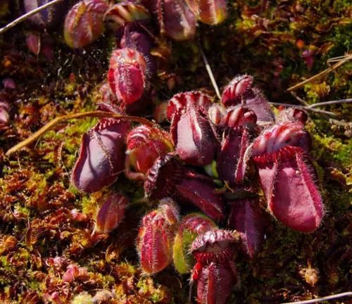 A group of Venus Flytraps with rich maroon traps, nestled in a bed of moss, bask in natural sunlight, showcasing their intricate trigger hairs and predatory elegance.
