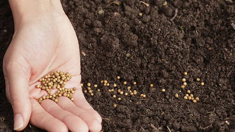 A hand holding a scattering of mustard seeds above fertile soil, ready to sow, with some seeds already planted in rows.