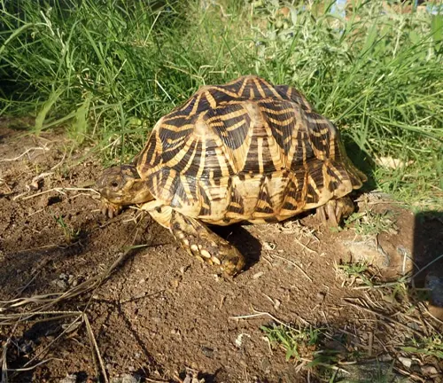 An Indian Star Tortoise slowly walks on the ground near some grass, showcasing its unique shell pattern.