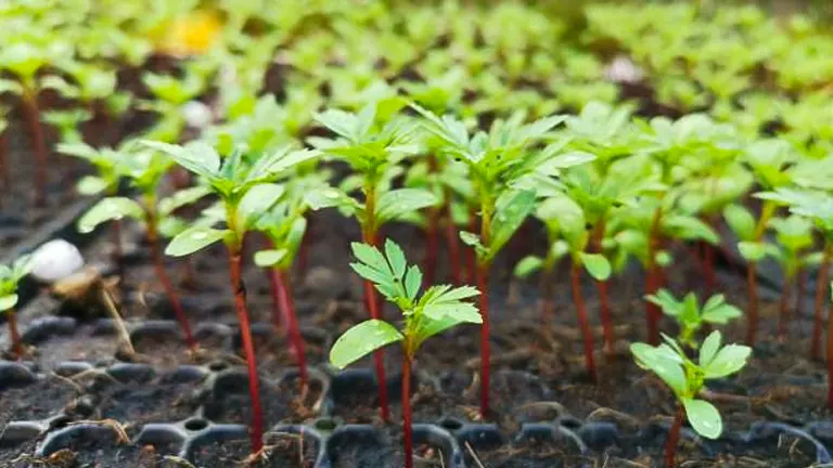 Rows of young marigold seedlings with fresh green leaves and reddish stems growing in a black nursery tray, with a soft focus on the background.
