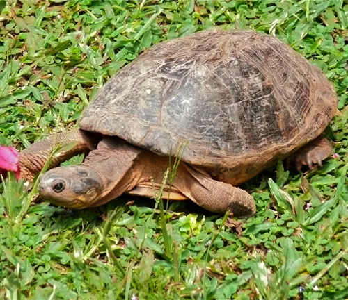 African Helmeted Turtle - Small turtle with dark shell and yellow spots, walking on land.