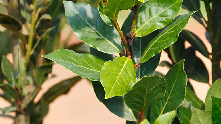 How to Grow and Care for Your Bay Leaf Plant: Easy Success Strategies
