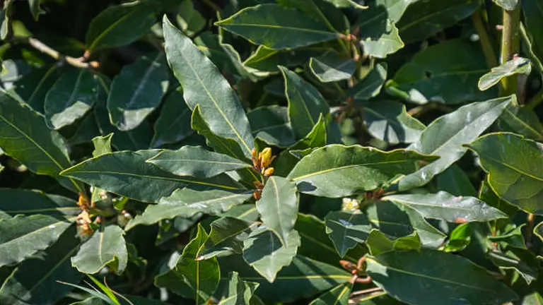 Bay laurel plant with glossy green leaves and emerging flower buds in sunlight.
